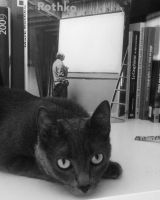 Gribouille assistante chat-peintre
